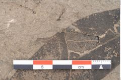 Foto (Detailansicht) von Diospyros sagoriana Ettingshausen (NHMW-GEO-2024-0188-8016)